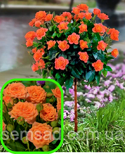 Троянда на штамбі Клементіно ( саджанці 2 роки - H130cm )