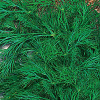 Насіння кропу Лісногородський на вагу, Агролінія