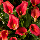 Кала Bloody Mary 14/16, фото 6