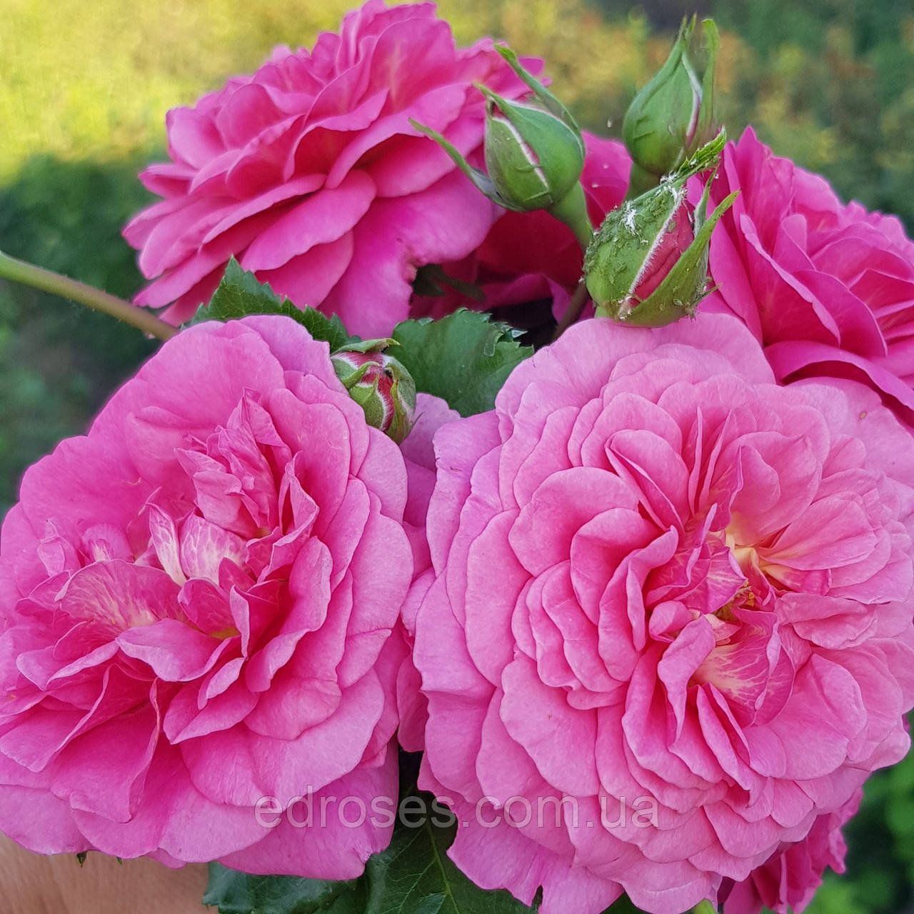 Крістофер Марлоу (Christopher Marlowe), фото 1