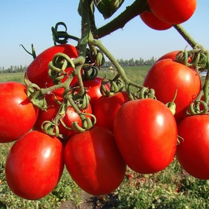 Томат Рио Гранде 0,5 кг Lark Seeds (Ларк Сидс), США (ID#2026208886 ...