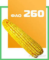 Насіння кукурудзи ДН Фієста (ФАО 260)