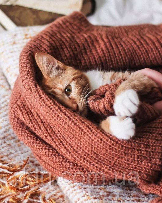 Алмазна вишивка на підрамнику Сонне кошеня 40 х 50 см (арт. TN1221), фото 1