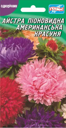 Айстра Американська красуня 100 шт