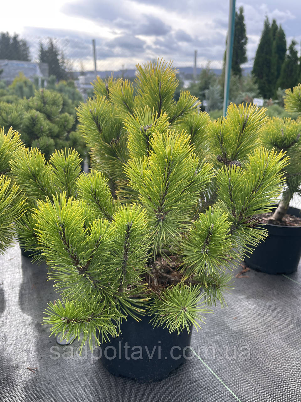 Сосна Вінтер Голд/Pinus mugo Winter Gold / С30 h100см