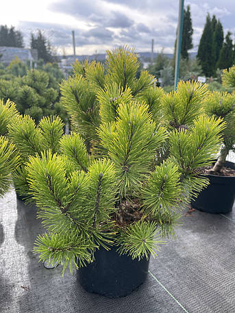 Сосна Вінтер Голд/Pinus mugo Winter Gold / С30 h100см, фото 2