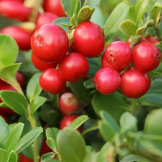 Саджанці Брусниці Ред Перл (Red Pearl) - рання, кисло-солодка, крупноплідна, фото 1