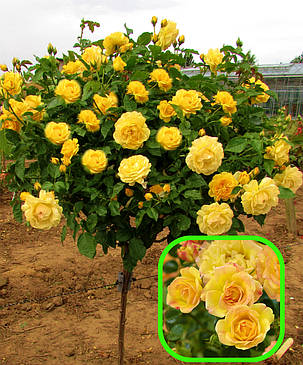 Троянда на штамбі Еллоу Фейрі ( саджанці 2 роки - H130cm ), фото 2