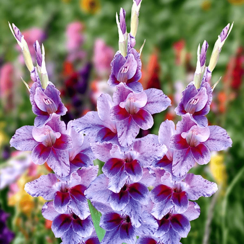 Гладіолус Passos 12/14