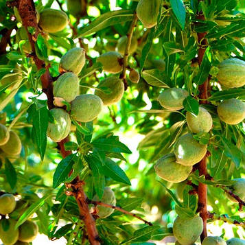 Мигдаль Паперовий