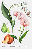Zara Жіночий аромат ORCHID 90 ML, фото 3