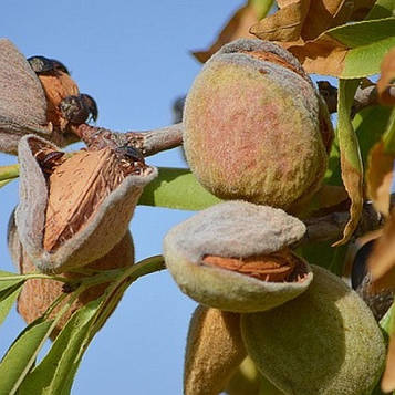 Мигдаль Туоно