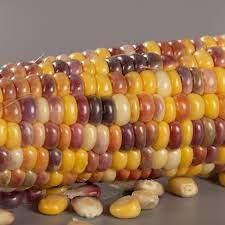 Цукрова кукурудза Бордо 1000нас на 1,8соток (біколор) Мнагор, насіння солодкої кукрудзи, двохкольорова кукурудза