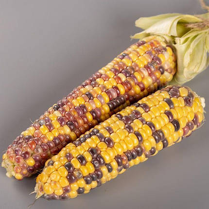 Цукрова кукурудза Бордо 200нас на 36кв м (біколор) Мнагор, насіння солодкої кукрудзи, двохкольорова кукурудза, фото 2