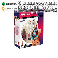 Об'ємна анатомічна модель Тіло людини прозоре 4D Internal organs