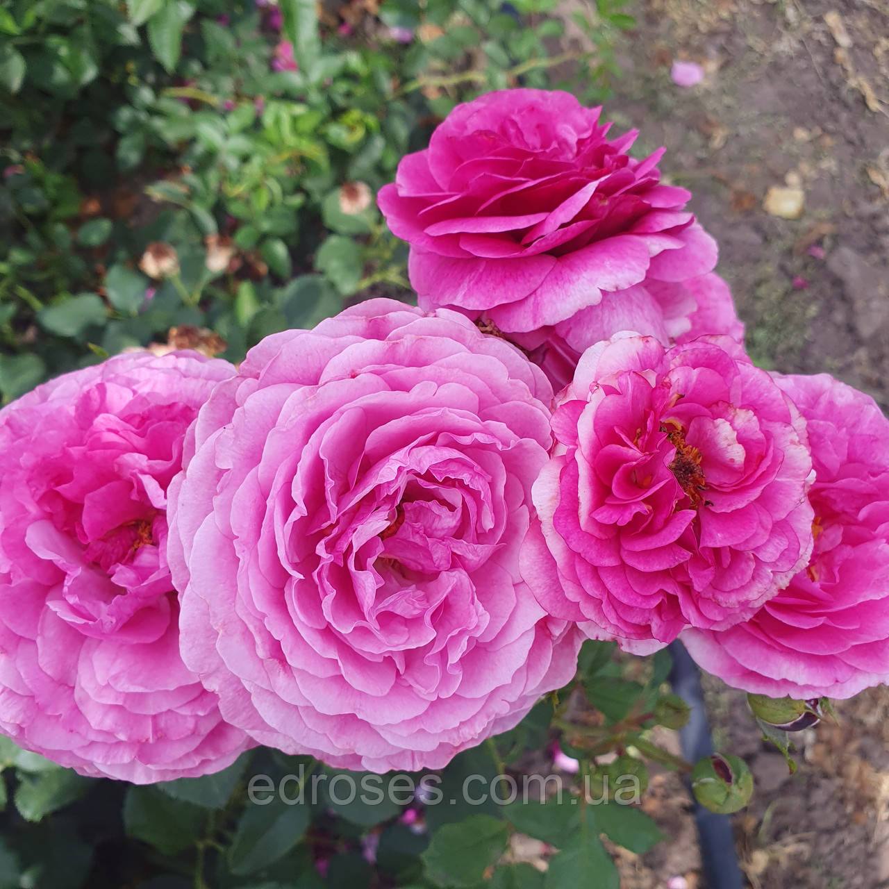 Каффі Фасет Роуз  (Kaffe Fassett Rose), фото 1