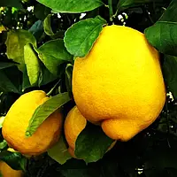 Саженцы лимона Лисбон - ремонтантный, крупноплодный, ароматный