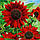 Насіння Соняшник декоративний Червоне Сонечко 0.5 гр,SeedEra, фото 2