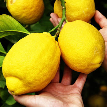 Саджанці лимона Павловський (2 річний) -,самозапильний, великоплідний, ремонтантний