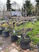 Арония сливолистная (Aronia prunifolia) "Nero"/H 50-80 см/ С5 L