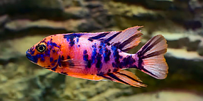 Лампа світлодіодна SunSun ADO-980BL, White/Lilac, 20 Вт, 98 см. Акваріумний занурювальний світильник, фото 3