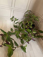 Декоративнолиственные комнатные растения традесканция, домашний вазонок традескансия