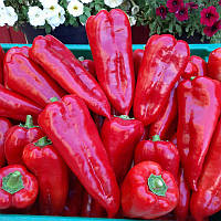 Перець Мако F1 (250нас.)