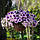 Насіння Петунія великоцвіткове низькоросло Сненні F1 10 шт., SeedEra, фото 3