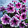 Насіння Петунія великоцвіткове низькоросло Сненні F1 10 шт., SeedEra, фото 2