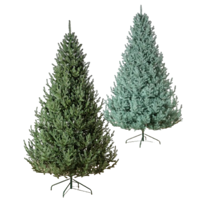 Ялинка лита Віденська