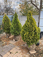 Туя западная (thuja occidentalis) Golden smaragd /H 140-150 см/ ком