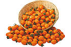 Томат Чері Мода помаранчевий Leda Agro 5 шт, фото 2