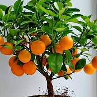 Саженцы мандарина Мандариновый рай (Mandarin paradise) ароматный, сочный