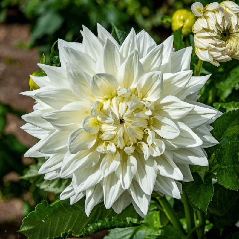 Жоржина декоративна Bull's Pride, фото 1