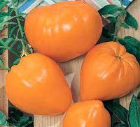 Семена Томат индетерминантный Воловье(Бычье) Сердце Оранжевое весом 5 граммов