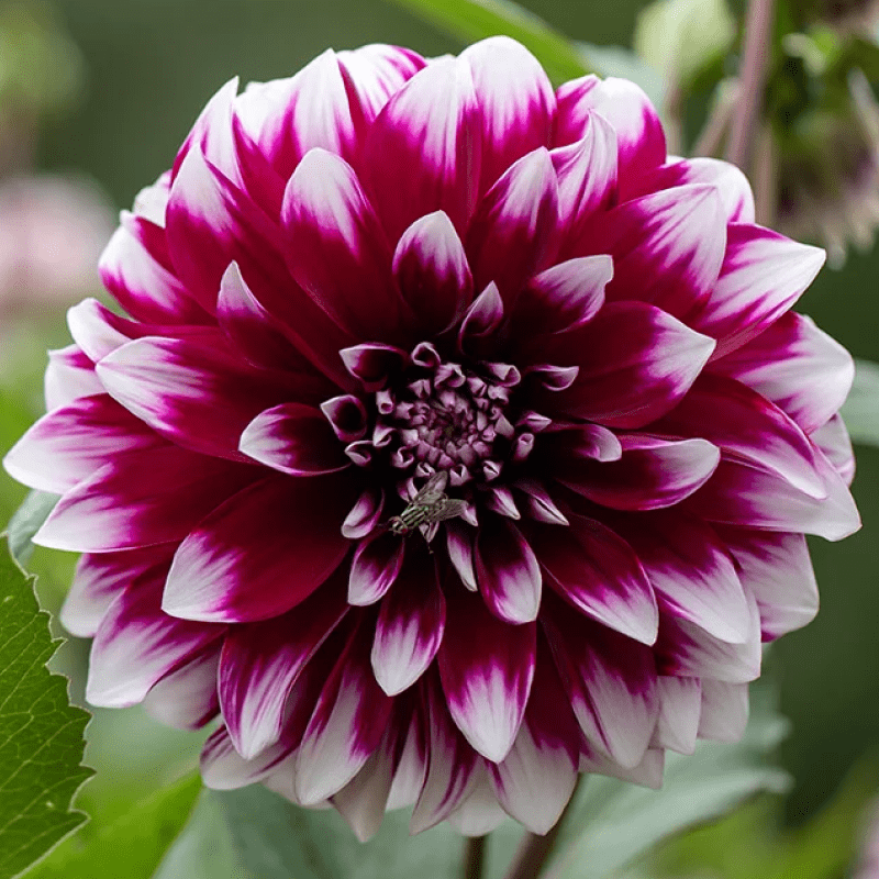 Жоржина декоративна Mystery Day