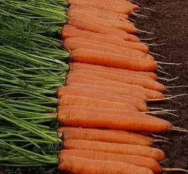 Насіння морква Монанта 1г