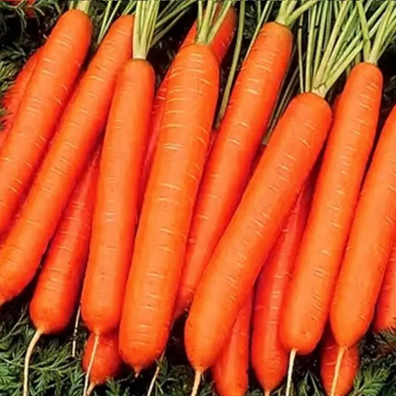 Насіння морква Зімушка Зима 20г