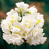 Нарцис Erlicheer 14/15, фото 2