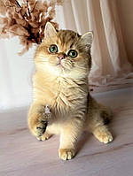 Мальчик Британский короткошерстный - золотая шиншилла, д.р. 08.04.2023. Питомник Royal Cats. Украина, Киев