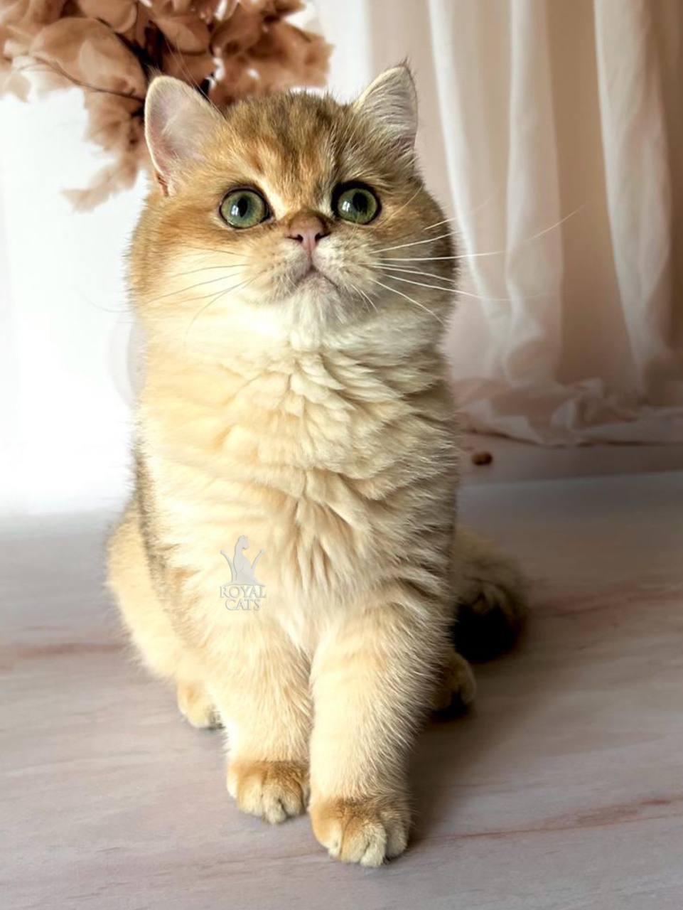 Мальчик Британский короткошерстный - золотая шиншилла, д.р. 08.04.2023. Питомник Royal Cats. Украина, Киев - фото 4 - id-p2027401975