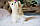 Хлопчик ♂ Британський короткошерстий - золота шиншила, д.р. 02.08.2023. Розплідник Royal Cats. Україна, Київ, фото 2