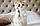 Мальчик ♂ Британский короткошерстный - золотая шиншилла, д.р. 02.08.2023. Питомник Royal Cats. Украина, Киев, фото 5