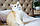 Мальчик ♂ Британский короткошерстный - золотая шиншилла, д.р. 02.08.2023. Питомник Royal Cats. Украина, Киев, фото 6