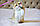 Мальчик ♂ Британский короткошертный - золотая шиншилла, д.р. 28.06.23. Питомник Royal Cats. Украина, Киев, фото 4