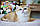 Хлопчик ♂ Британський короткошерстий - золота шиншила, д.р. 27.08.2023. Розплідник Royal Cats. Україна, Київ, фото 5