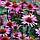 Насіння Ехінацея Пурпурова 0.5 г,SeedEra, фото 3