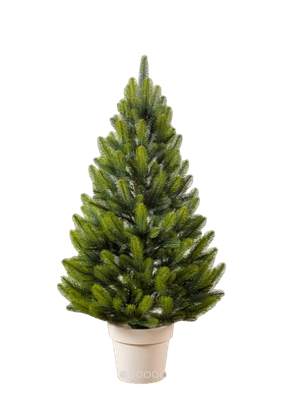 Ялинка лита Лапландська в горщику