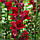 Насіння Ротики Червоне 0.2 г,SeedEra, фото 3