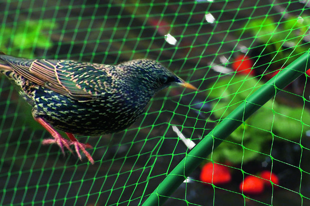 Сітка захисна від птахів BIRD NET 4х20м
